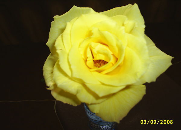 Марина Юдичева