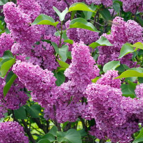 Севилия Эмирханова