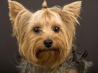 Светлана Аркадьева