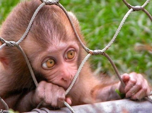 Юрий Жигулин