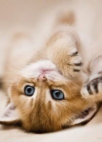 Анастасия Рашина