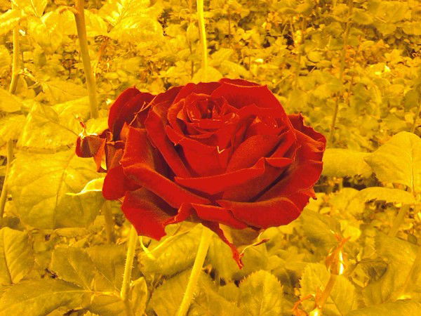 Евгений Сальков