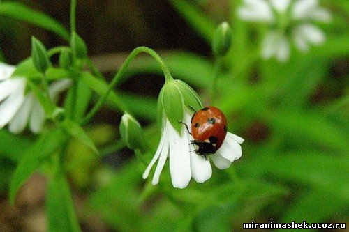 Светлана Арт