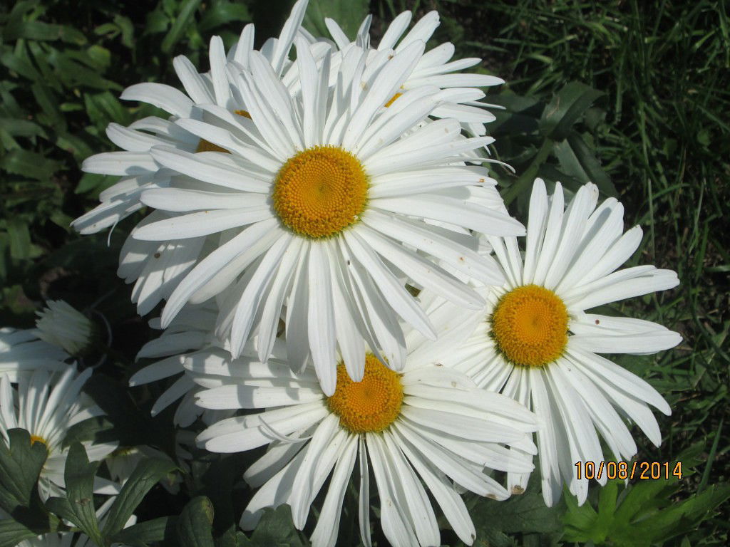 Надежда Муругова