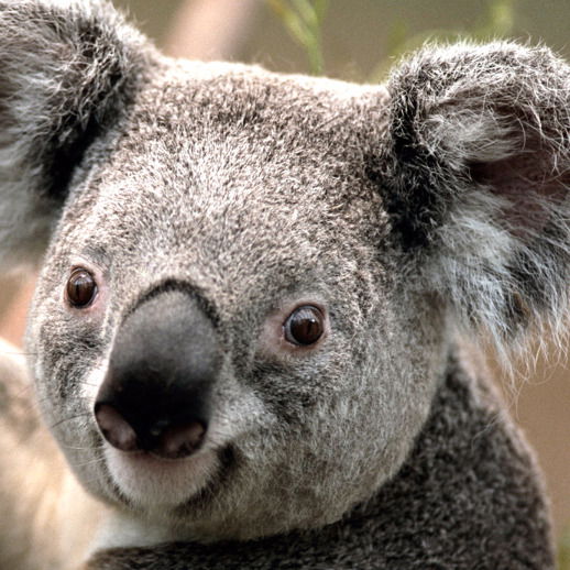 Игорь Лабунский