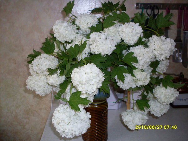 Лариса Лазарева