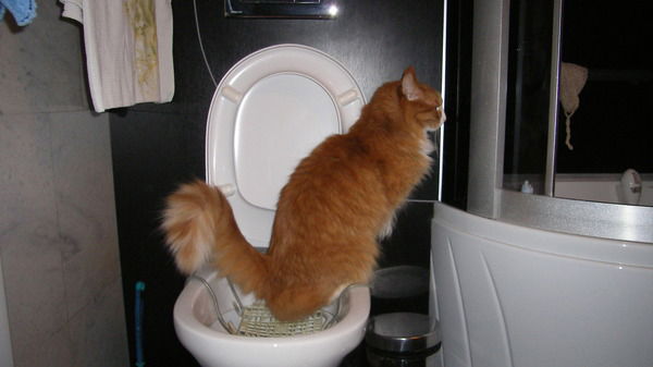 Рита Бокова