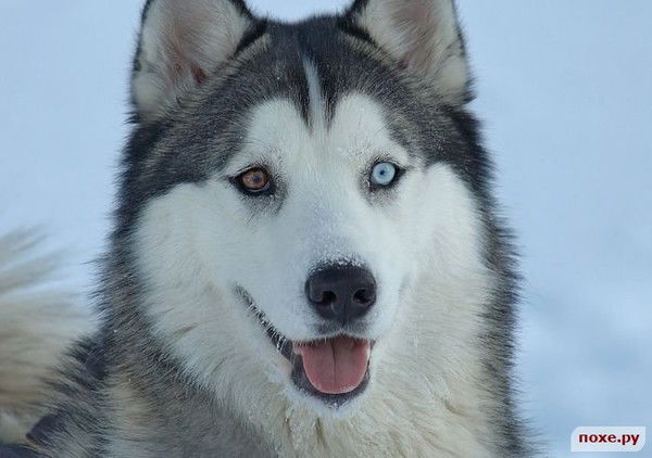 Дмитрий Владимирович