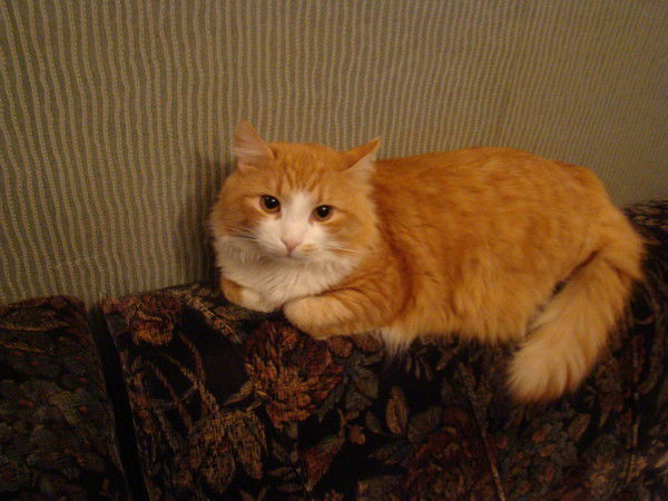 Наталия Циссер