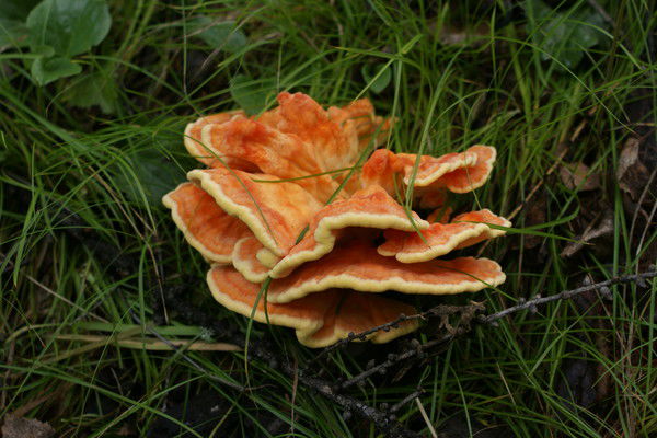 Ирина Киселева