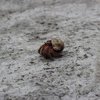 Анатолий Образцов