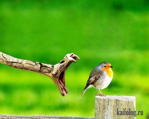 Константин Мавропулос