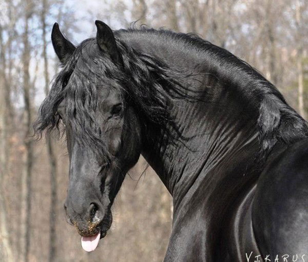 Вероника Петрова