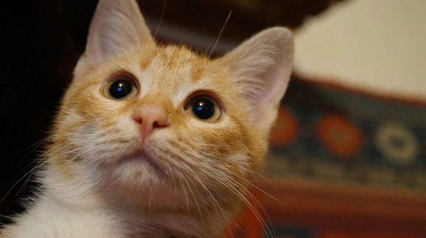 Валентина Шадрина