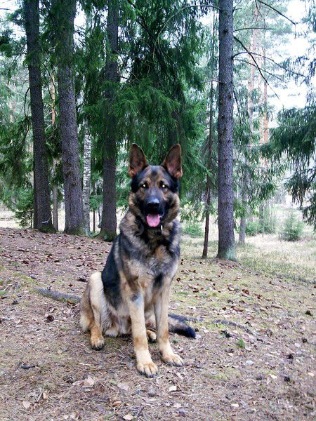 Виктор Бессарабов