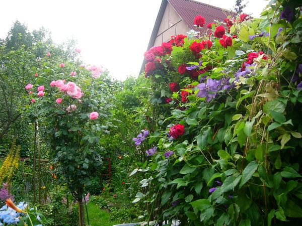 Елена Мишалова