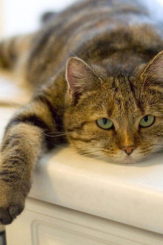 Анастасия Рябова