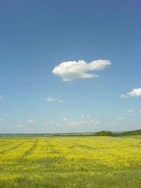 Максим Сечко