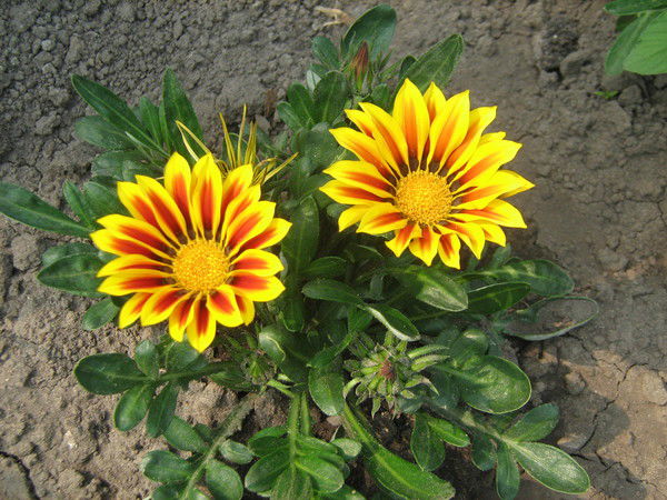 Эльвира Жукова