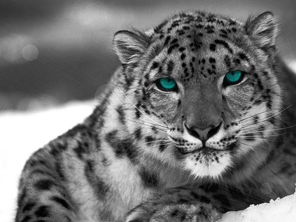 Роман Резников