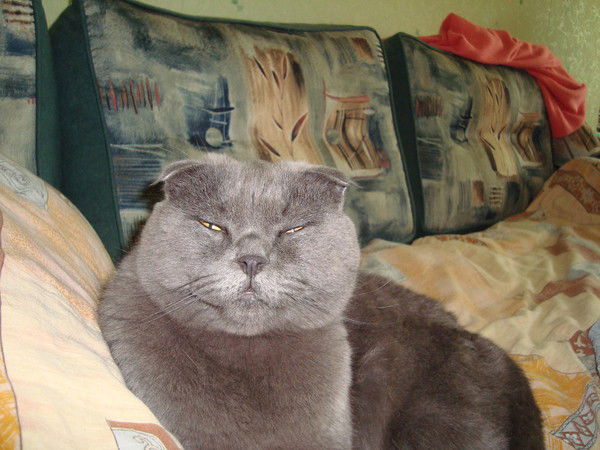 Светлана Светикова