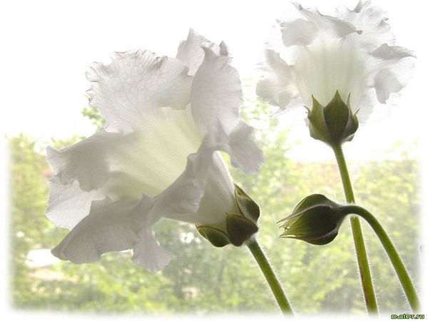 Мария Новикова