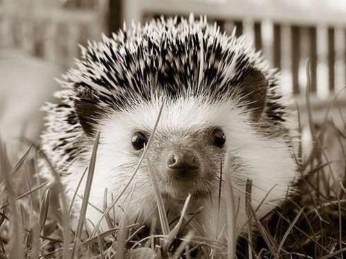 Налимов Владислав