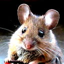 A Mouse