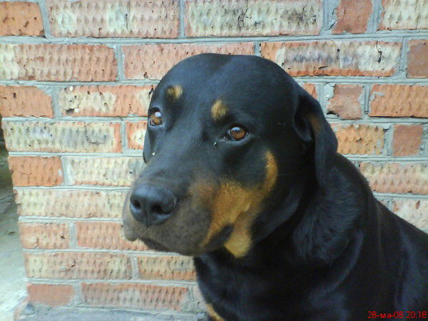 Сеня Сивоконь