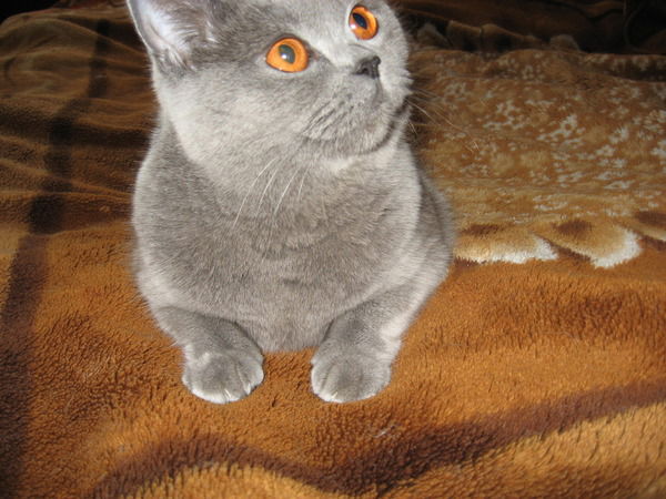 Алексей Семенов