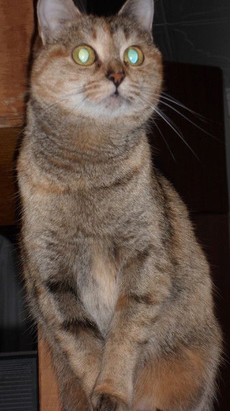 Елена Тутова