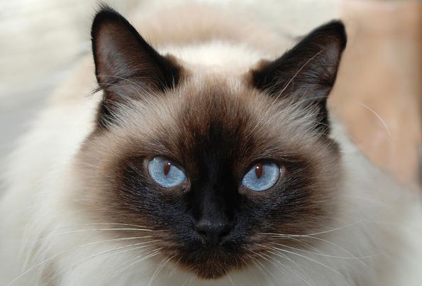 Елена Гюнкнер