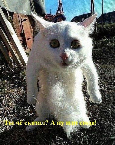 Антон Каниболоцкий