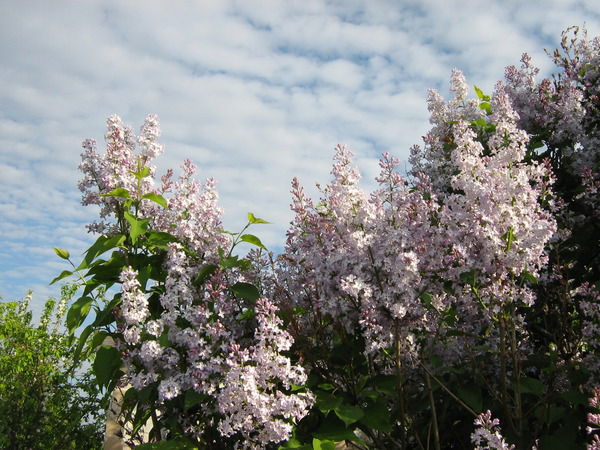 Наталья Двадненко