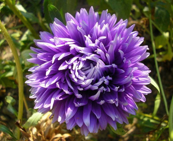 Хризант- Эмка