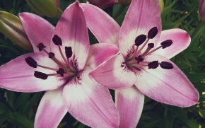 Алмагуль Кожижанова