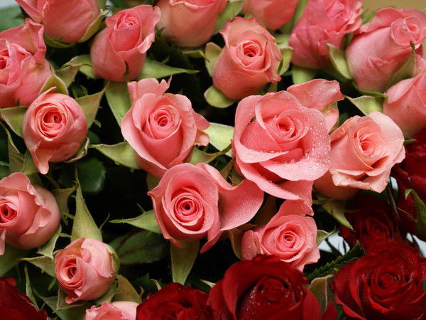 Ирина Карабут