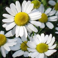 Любовь Олейник