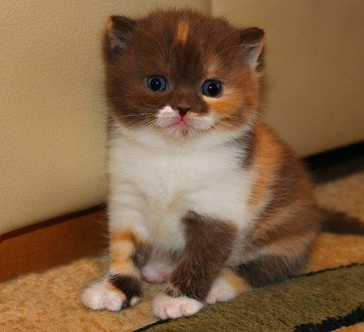 Иришка Иванова