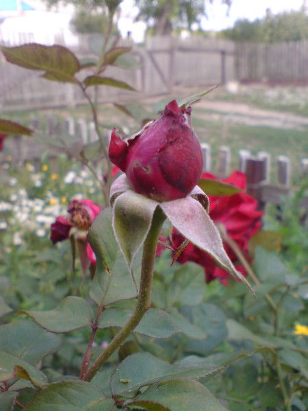 Наталья Мартынова