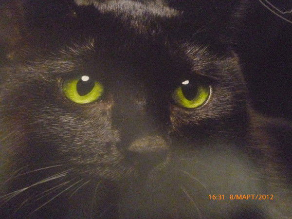 Светлана Якунина