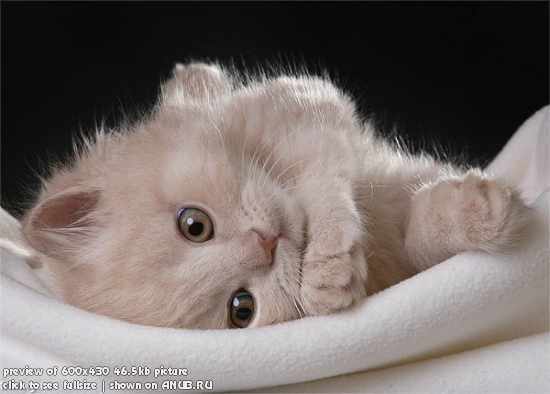 Яна Дмитриева