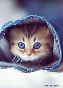 Светлана Тулинова