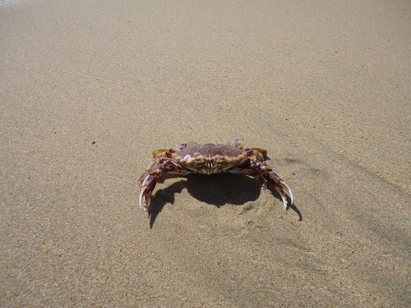 Максъ Зуичъ