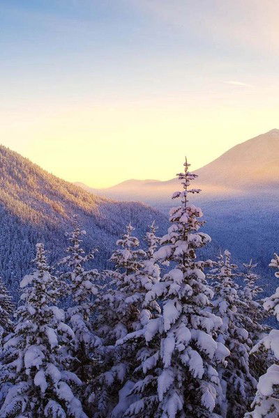 Виолетта Григорян