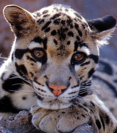 Татьяна Сусло