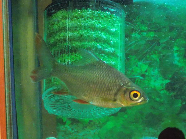 Юрий Чудинов