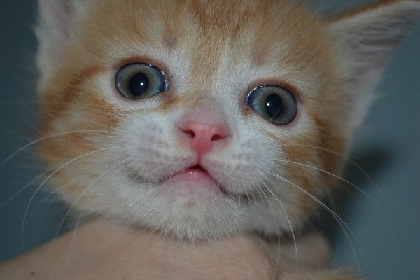 Кристина Смирновая