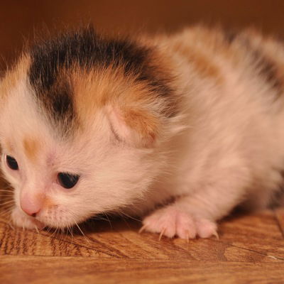 Лолита Господишина