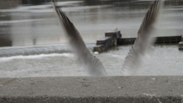 Юлия Коваль